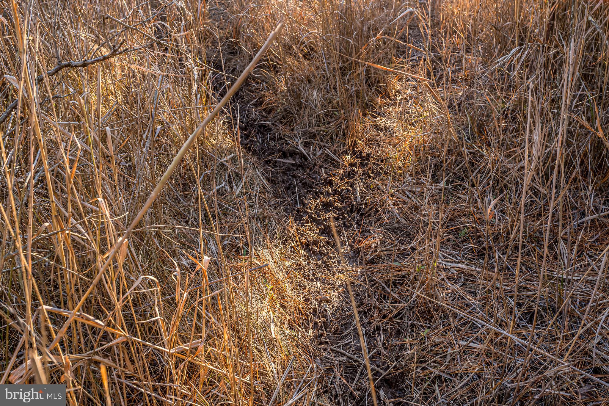 3819 Maple Dam Road Cambridge, MD 21613 - Photo 55 of 79