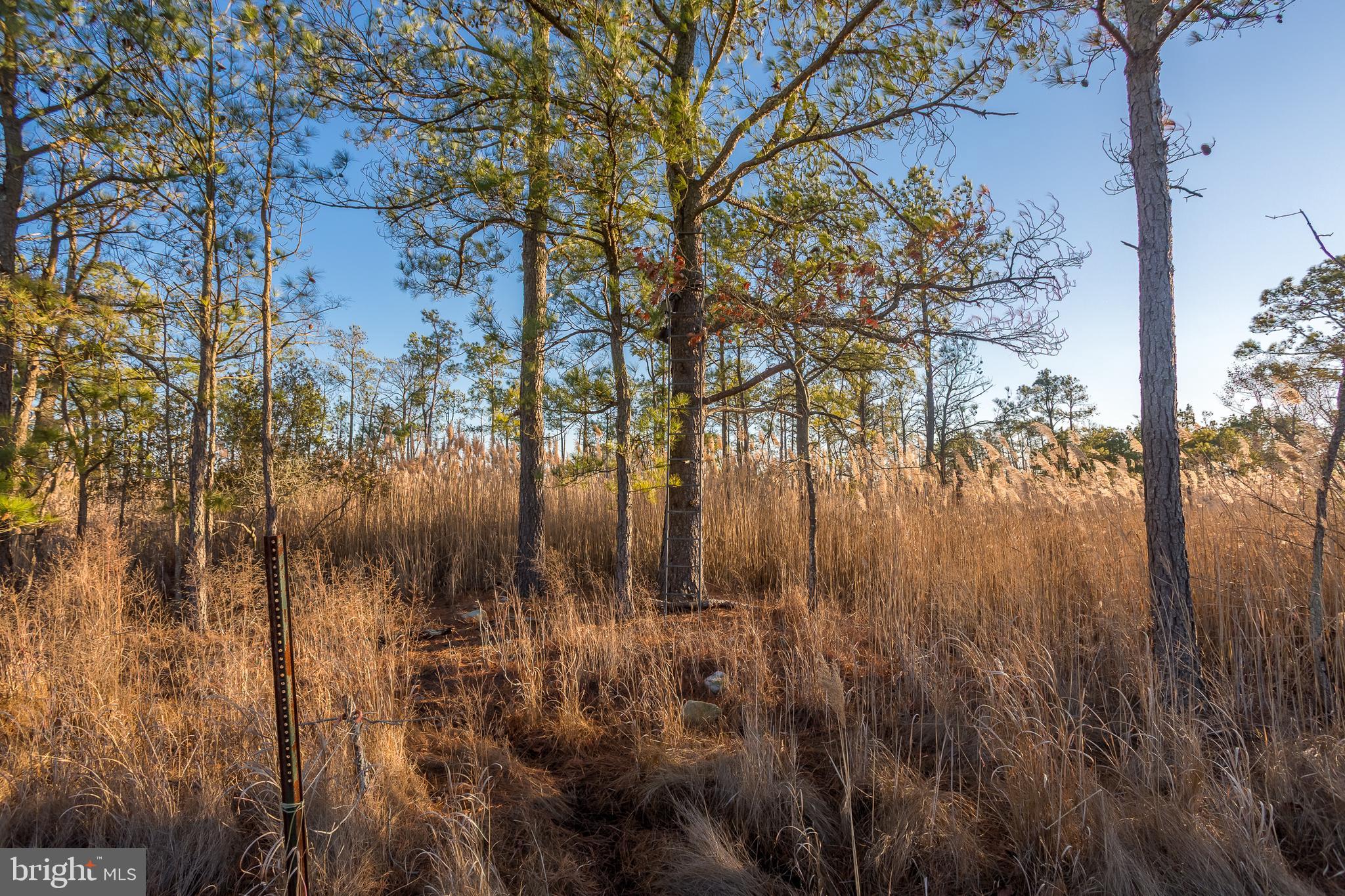 3819 Maple Dam Road Cambridge, MD 21613 - Photo 62 of 79