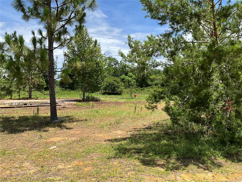 101 Hickory Lane Interlachen, FL 32148 - Photo 5 of 10 a view of a yard with trees