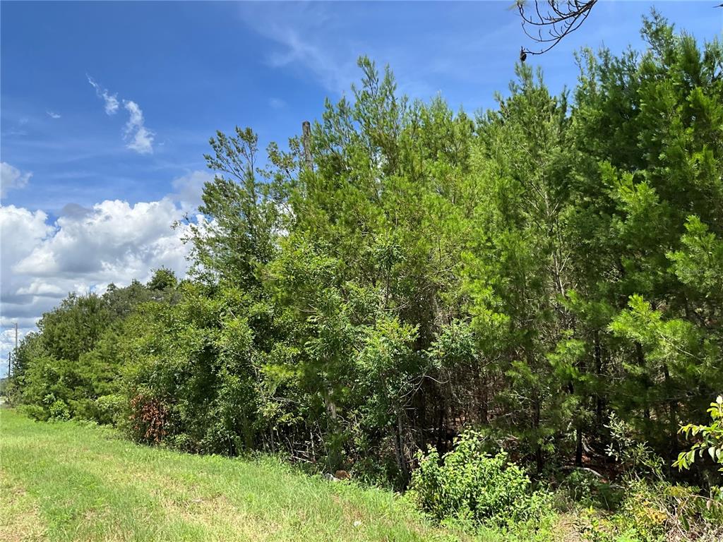 101 Hickory Lane Interlachen, FL 32148 - Photo 7 of 10 a view of a garden