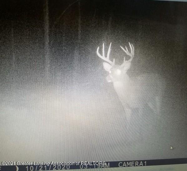 0 Garrison Road Laingsburg, MI 48848 - Photo 13 of 31 Buck3