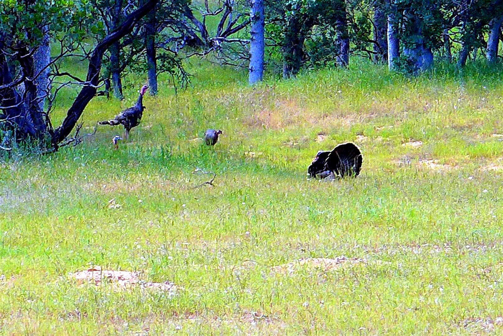 Two Two Feathers Road Cottonwood, CA 96022 - Photo 5 of 25 P1030142