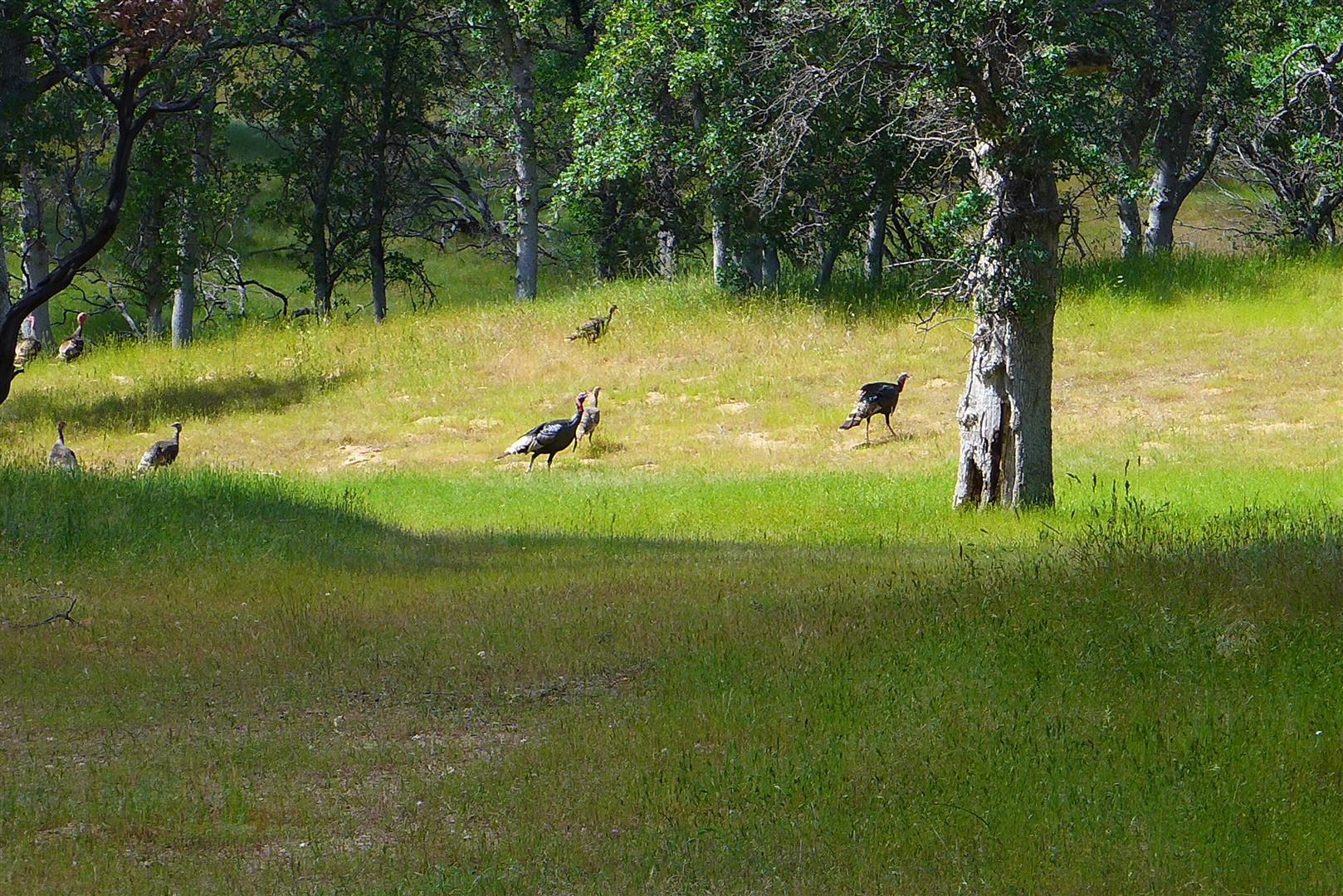Two Two Feathers Road Cottonwood, CA 96022 - Photo 6 of 25 P1030145