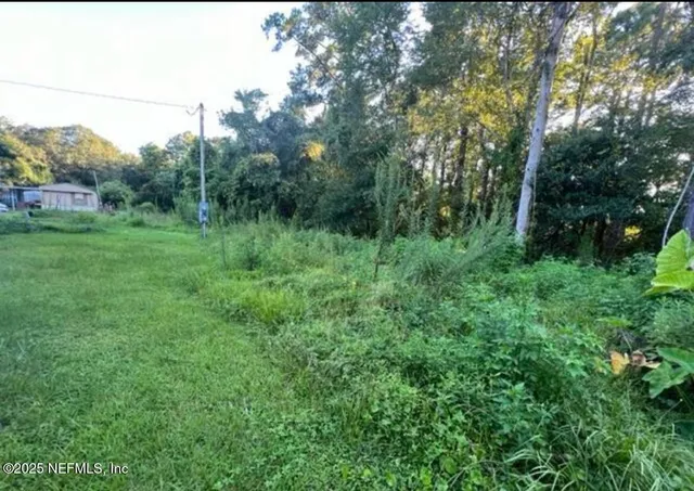 a view of a lush green forest