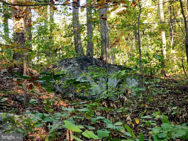 a picture of flowers