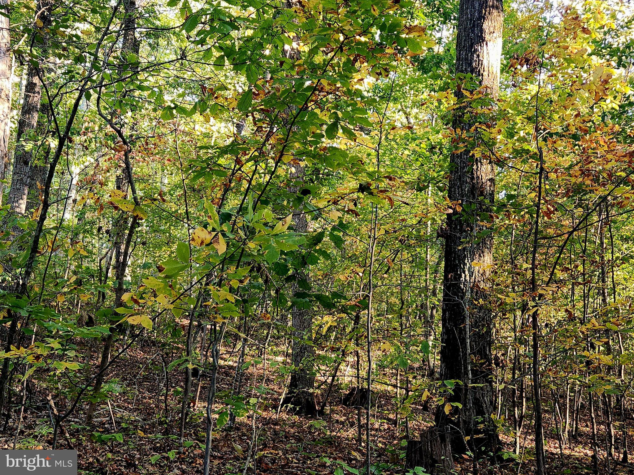 4 Ernest Robinson Road Marshall, VA 20115 - Photo 5 of 25 a view of a tree
