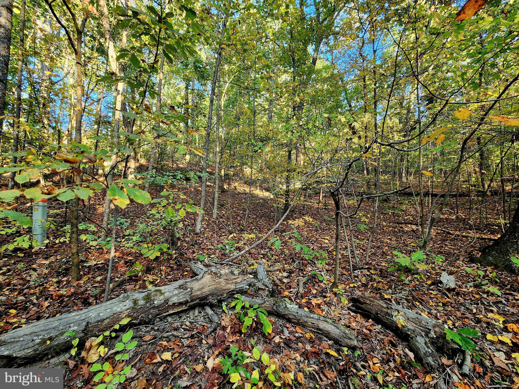 4 Ernest Robinson Road Marshall, VA 20115 - Photo 7 of 25 a view of a garden