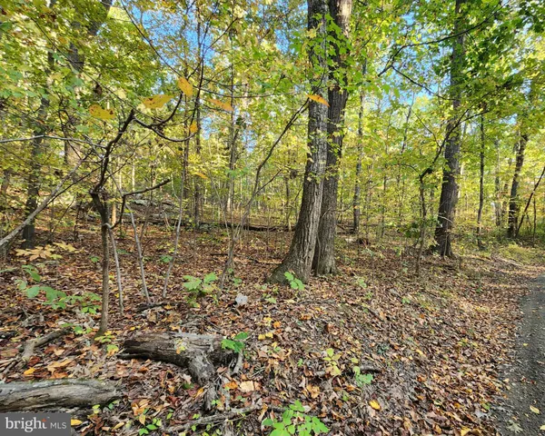 a view of a forest with trees