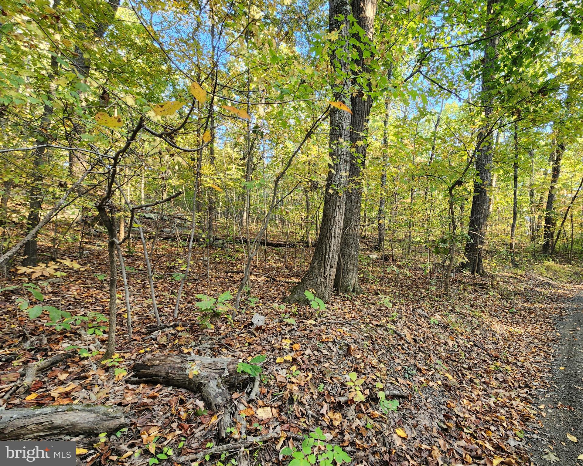 4 Ernest Robinson Road Marshall, VA 20115 - Photo 8 of 25 a backyard of a house with lots of plants and large trees