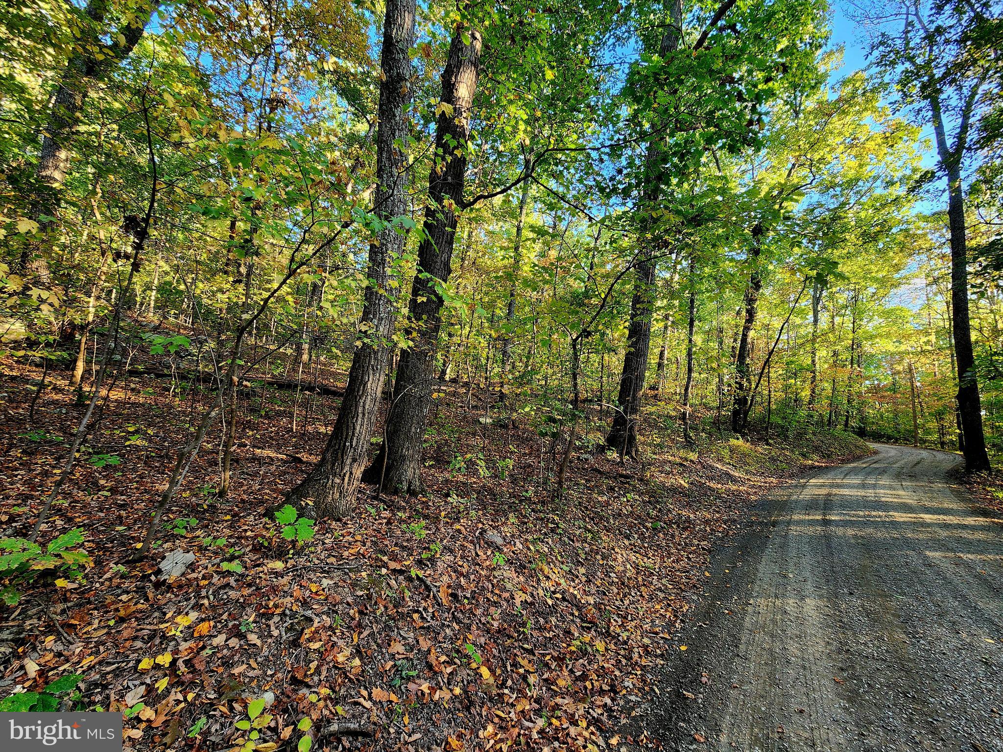 4 Ernest Robinson Road Marshall, VA 20115 - Photo 9 of 25 a view of a forest with trees