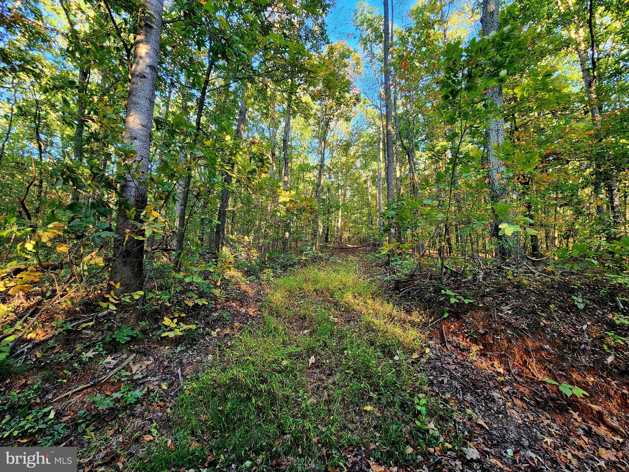 4 Ernest Robinson Road Marshall, VA 20115 - Photo 10 of 25 a view of a lush green forest