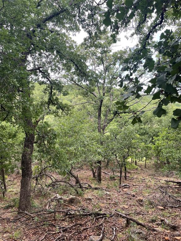 31.09-ac Hoefle Road Jacksboro, TX 76458 - Photo 23 of 33 a view of a large tree