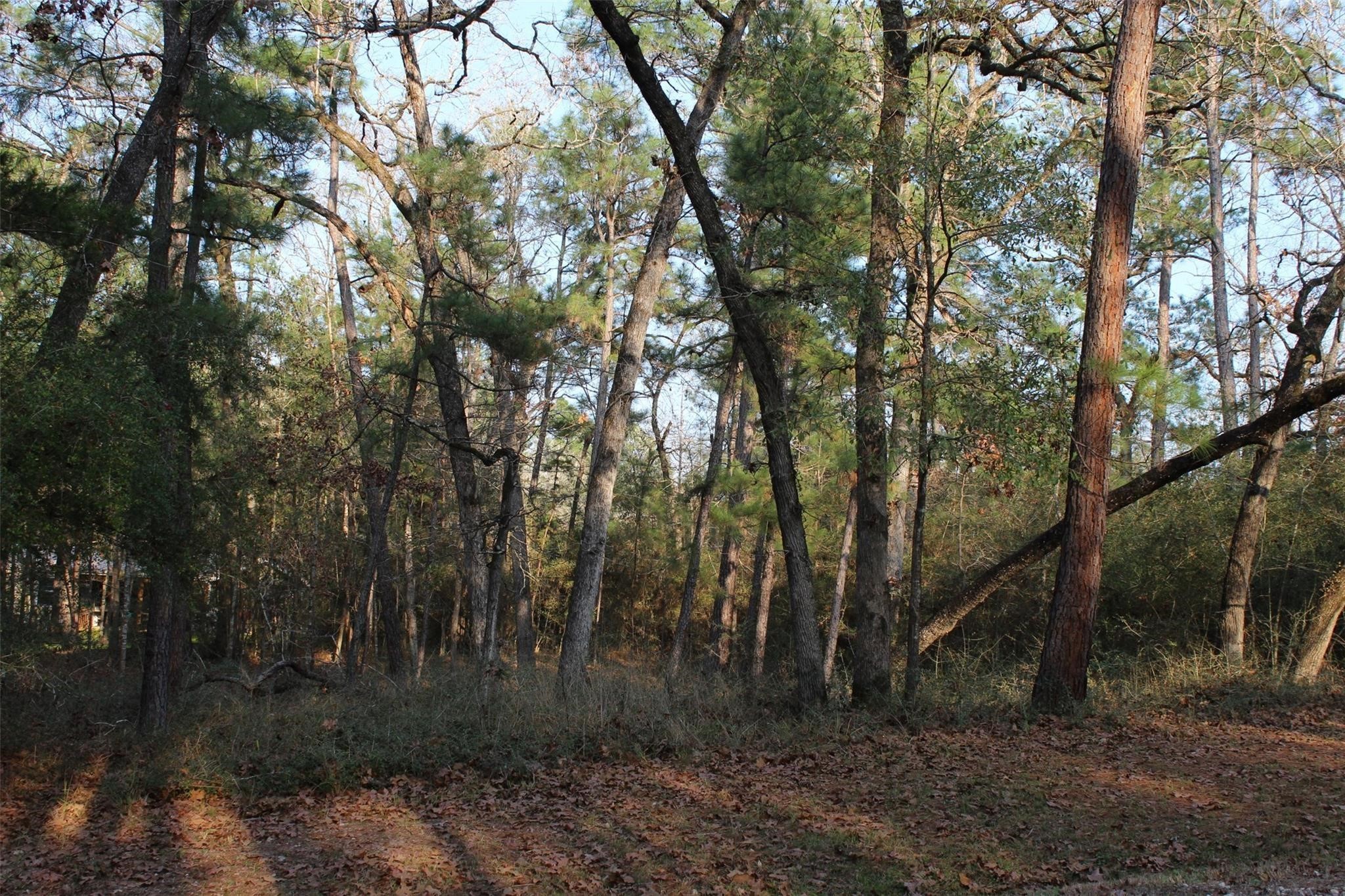 327 Coral Gables Trinity, TX 75862 - Photo 2 of 4 a view of a forest with a tree