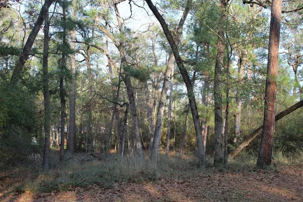 a view of a forest with trees in the background