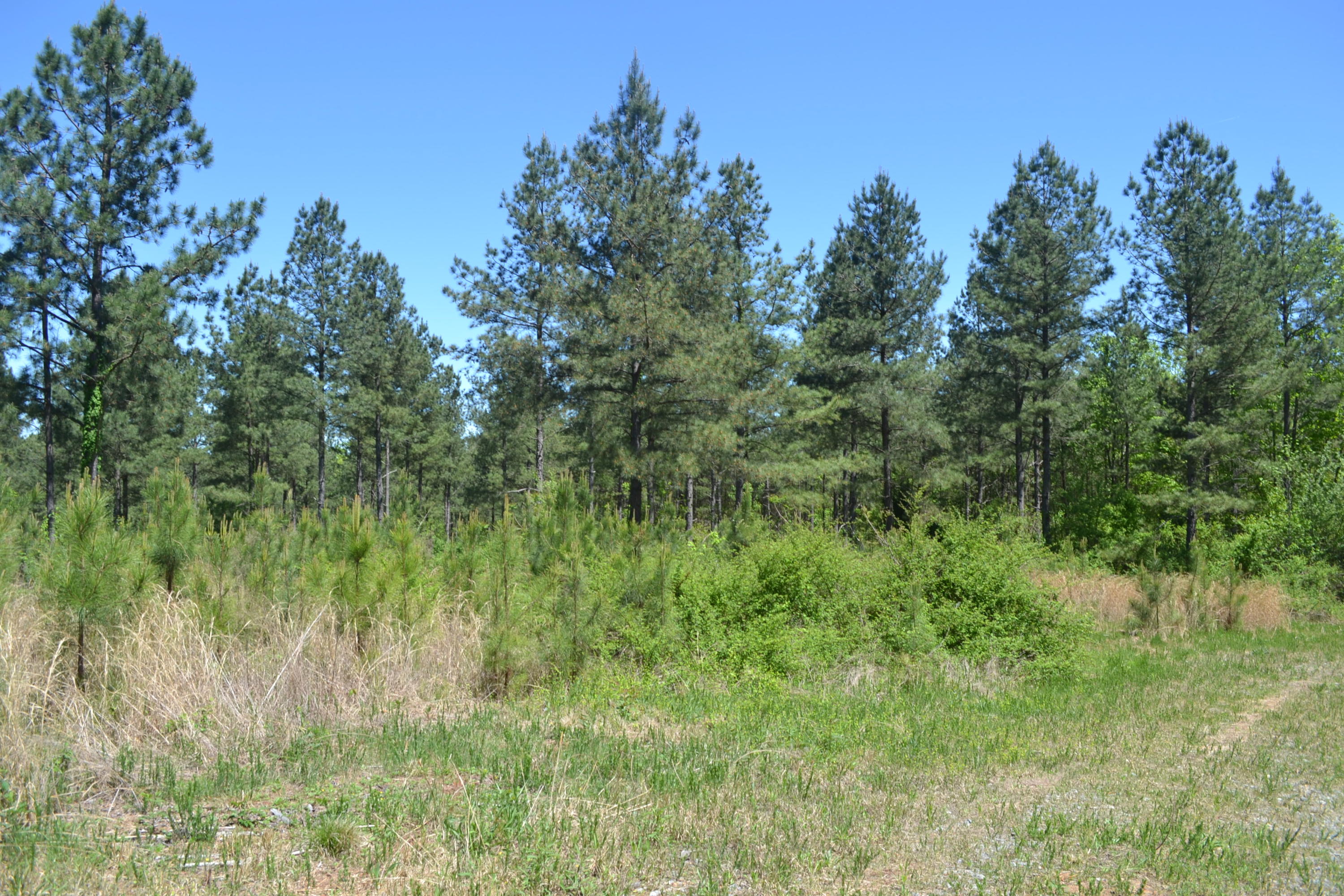 34.75-ac Sims Road Decatur, TN 37322 - Photo 3 of 7 5