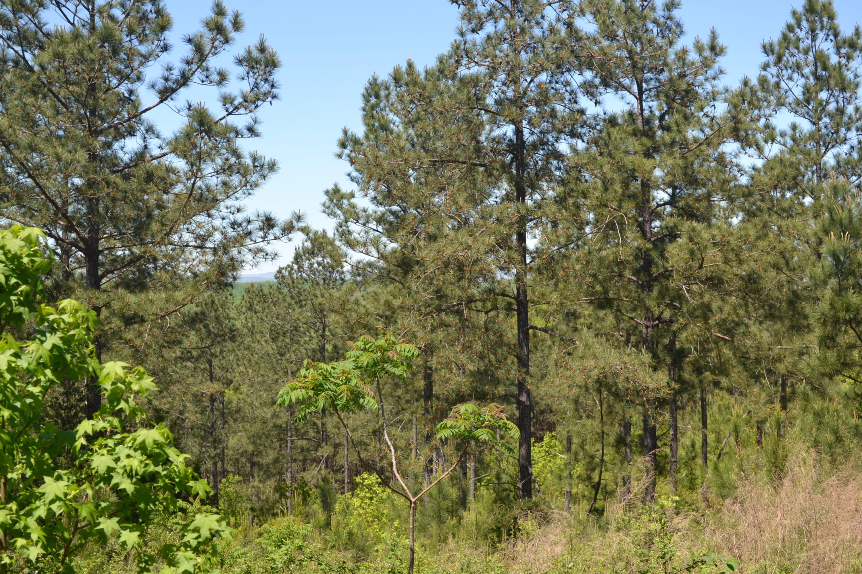34.75-ac Sims Road Decatur, TN 37322 - Photo 4 of 7 9
