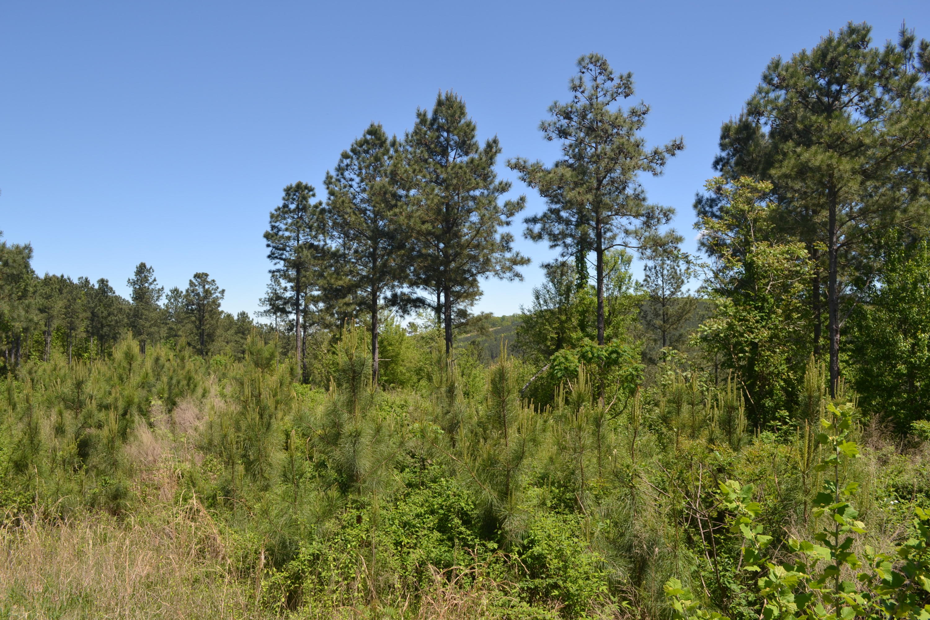 34.75-ac Sims Road Decatur, TN 37322 - Photo 6 of 7 26