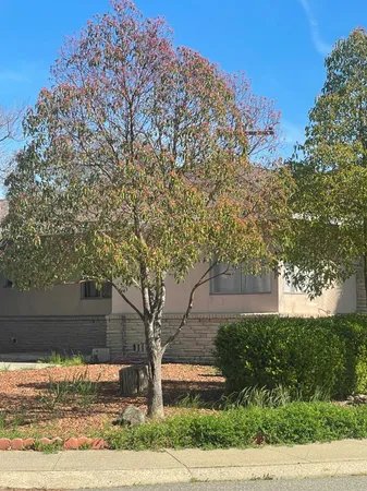 a view of a yard in front of a house with large trees