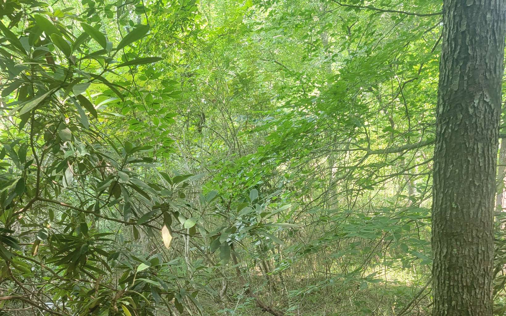 Pine Log Road Brasstown, NC 28902 - Photo 25 of 32 Additional View