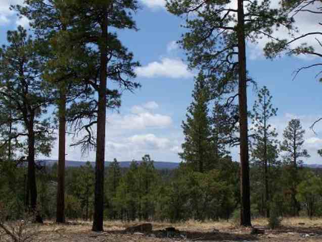 3 B Mcmurray''''s Way Overgaard, AZ 85933 - Photo 1 of 5