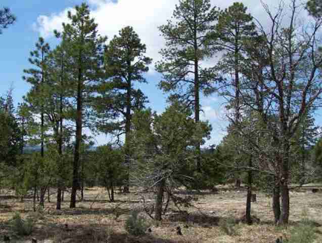 3 B Mcmurray''''s Way Overgaard, AZ 85933 - Photo 2 of 5