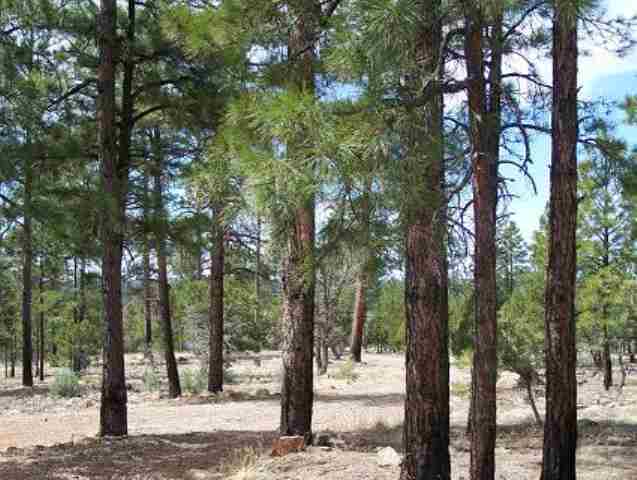 3 B Mcmurray''''s Way Overgaard, AZ 85933 - Photo 3 of 5