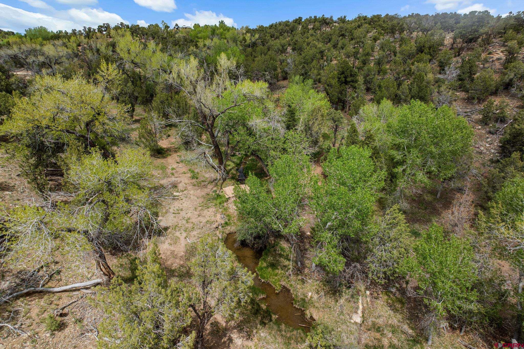 27778 Rd P Dolores, CO 81323 - Photo 3 of 45 a view of a forest with an trees