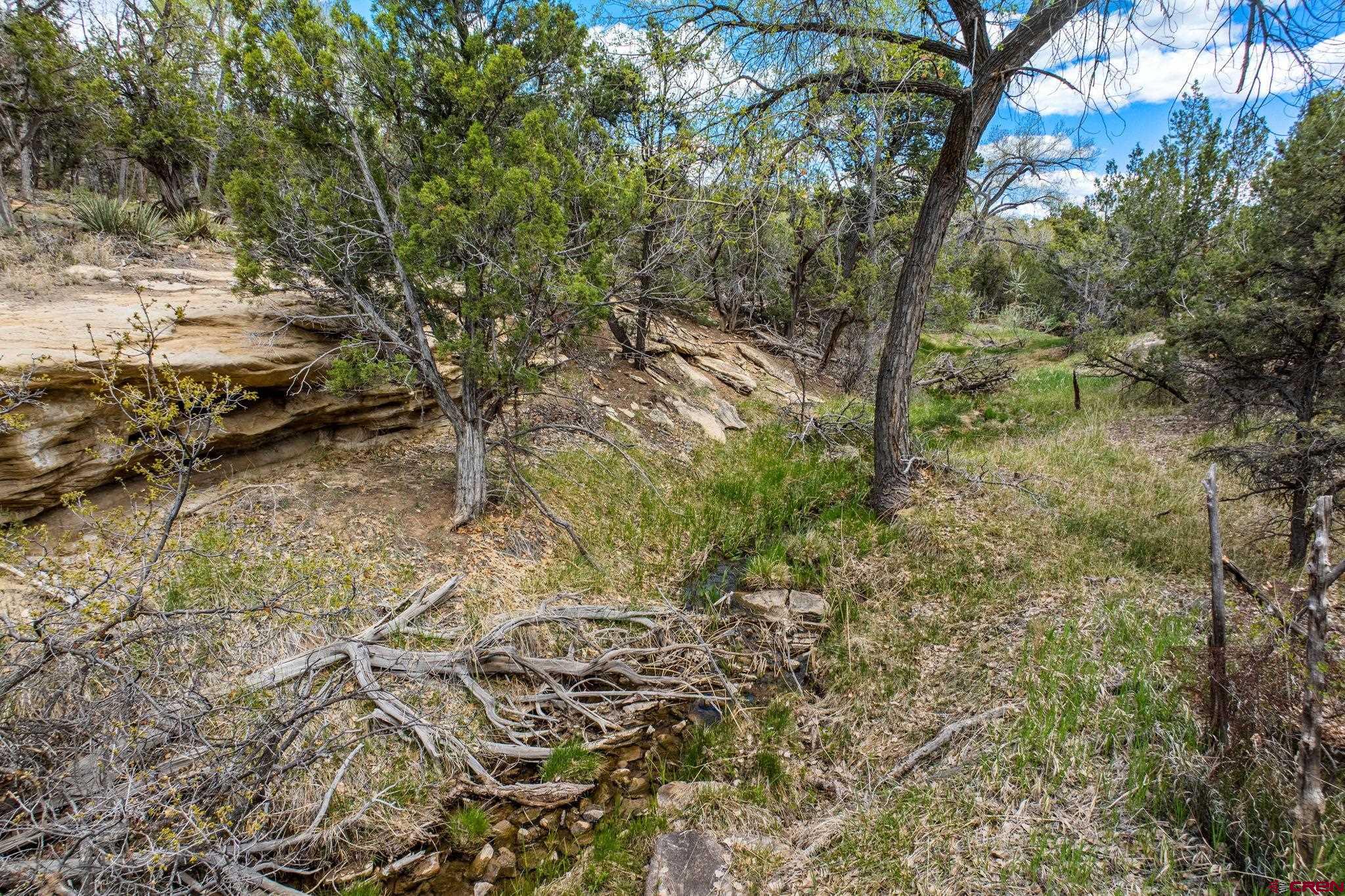 27778 Rd P Dolores, CO 81323 - Photo 10 of 45 a view of a yard with plants and trees