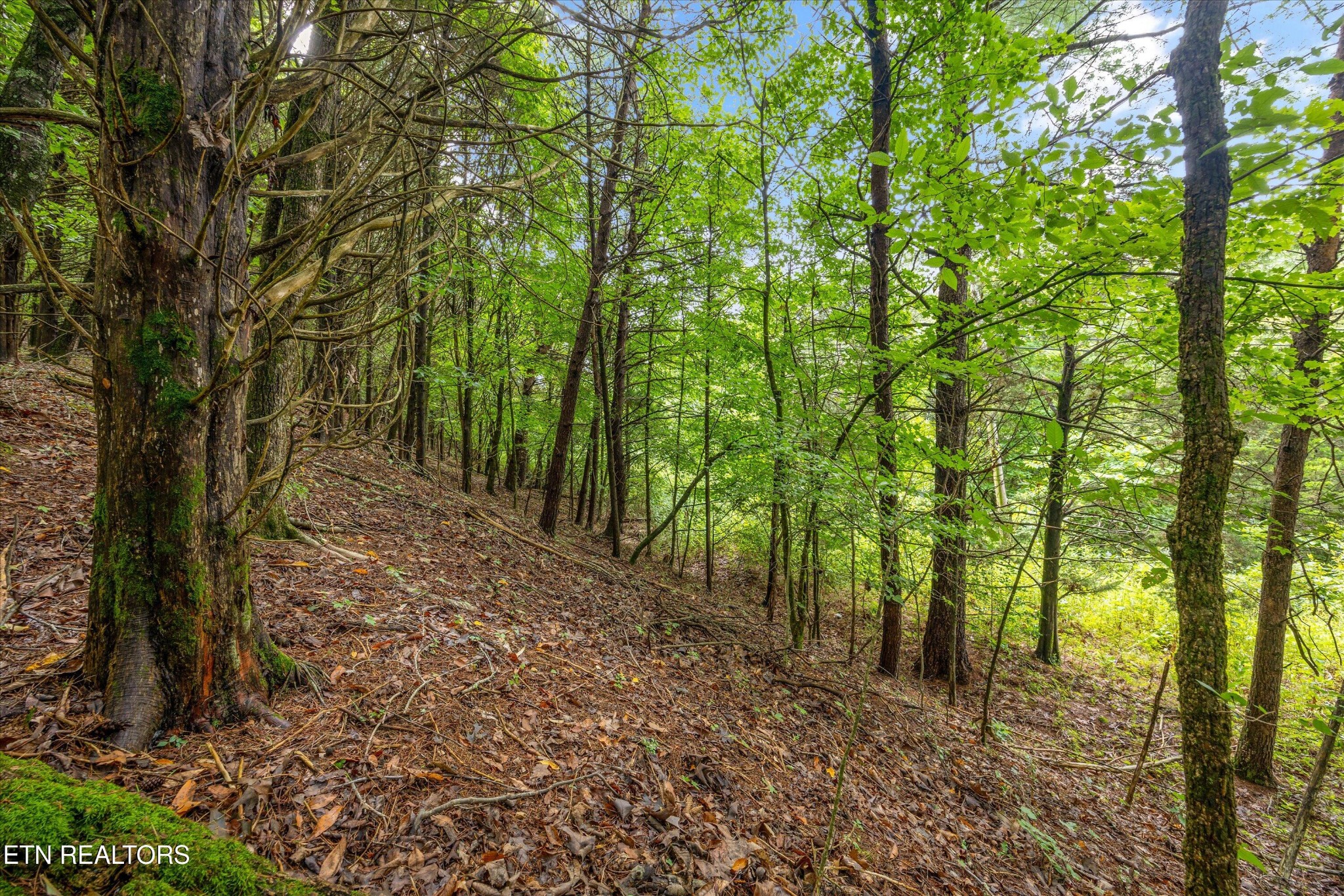 0 Sugarlimb Road Loudon, TN 37774 - Photo 7 of 13 Gallery Image 7