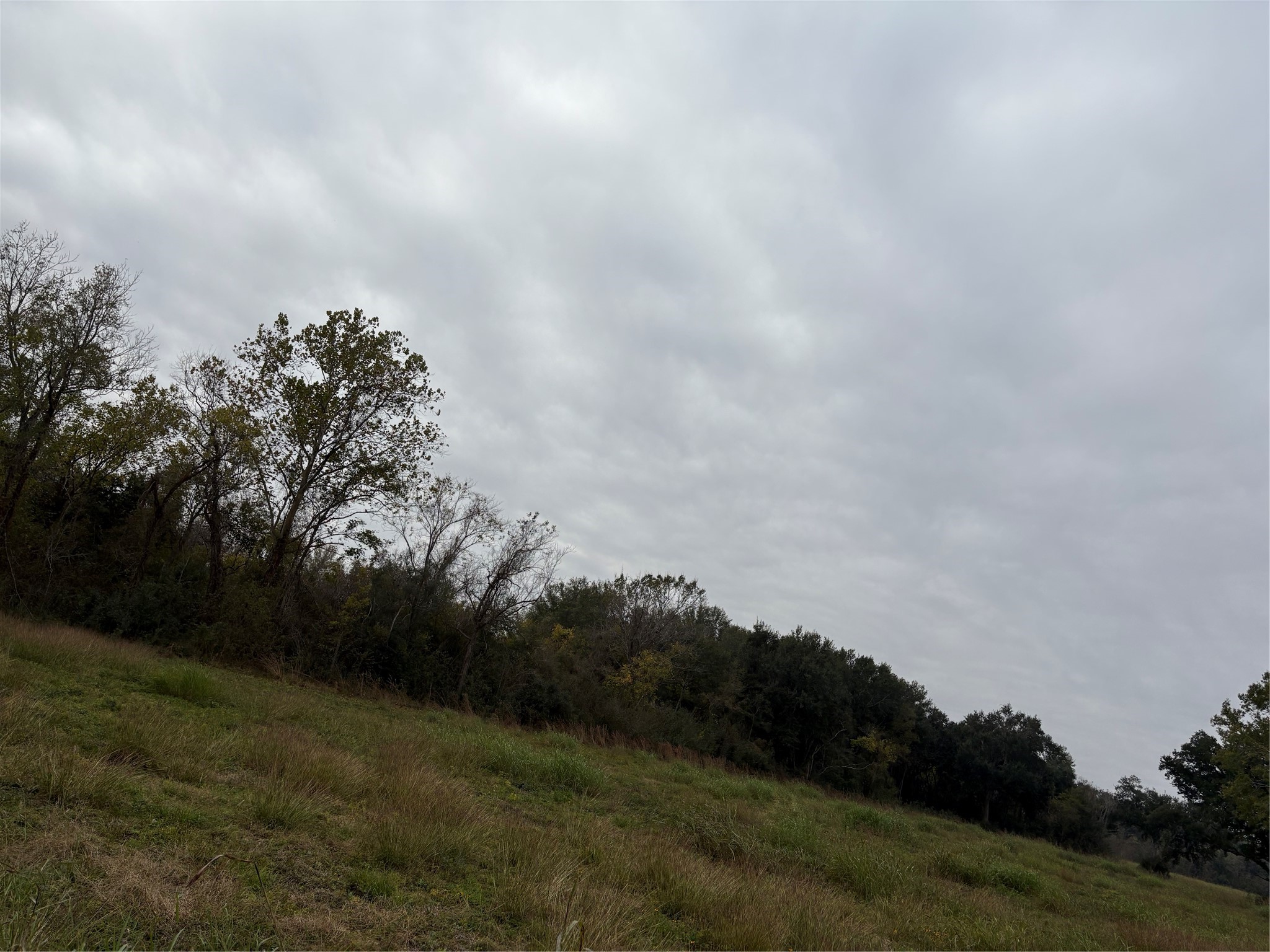 0 Cr-42 Rosharon, TX 77583 - Photo 3 of 6 a view of a yard