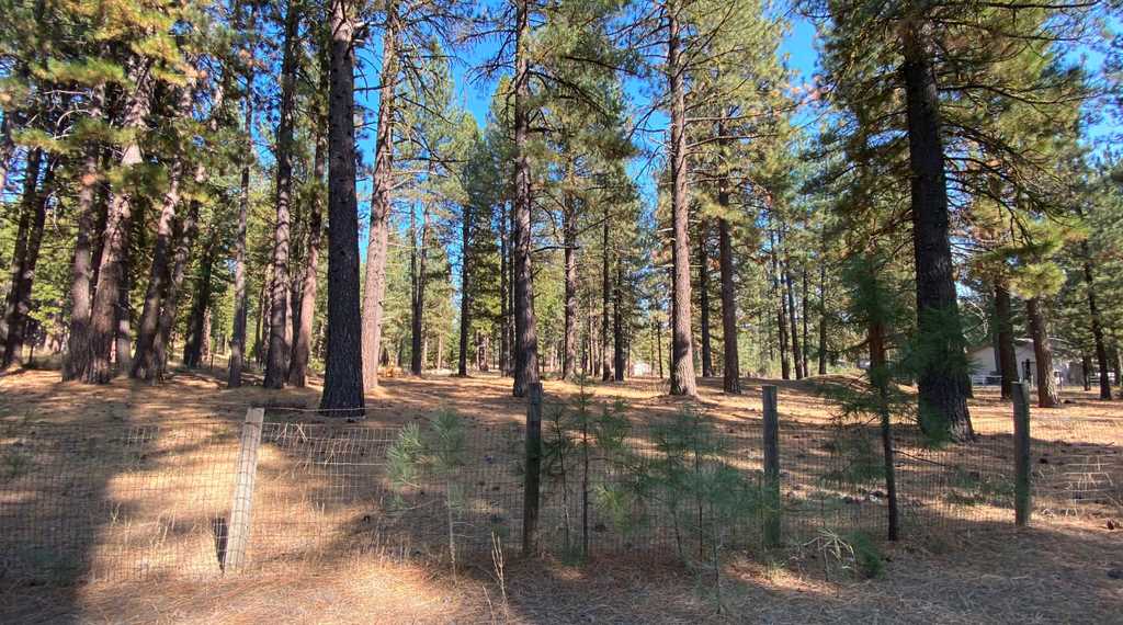 361 Clio State 40A Road Clio, CA 96106 - Photo 18 of 19 Gallery Image 18