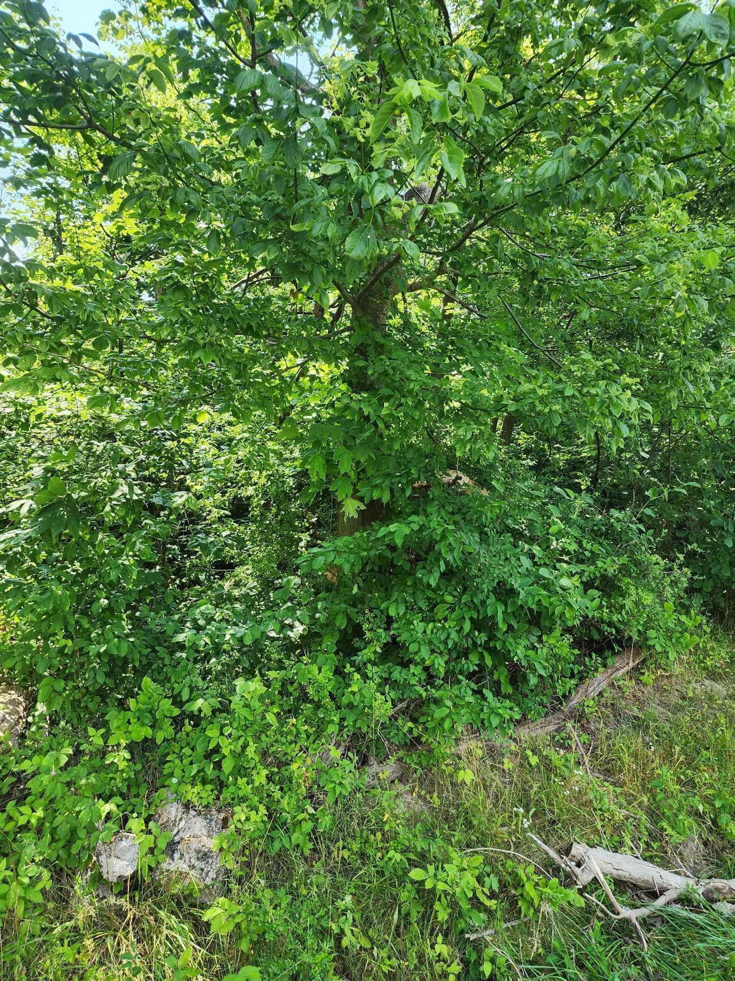 0 Grove Road Northeast Thornville, OH 43076 - Photo 26 of 29 Grove land