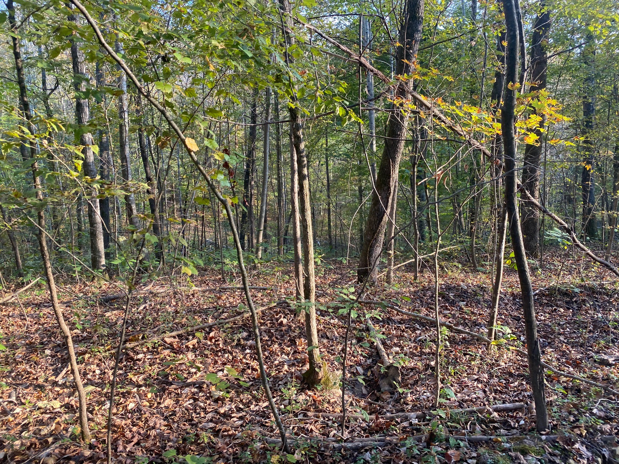 160 Blooming Grove Road Pulaski, TN 38478 - Photo 14 of 28