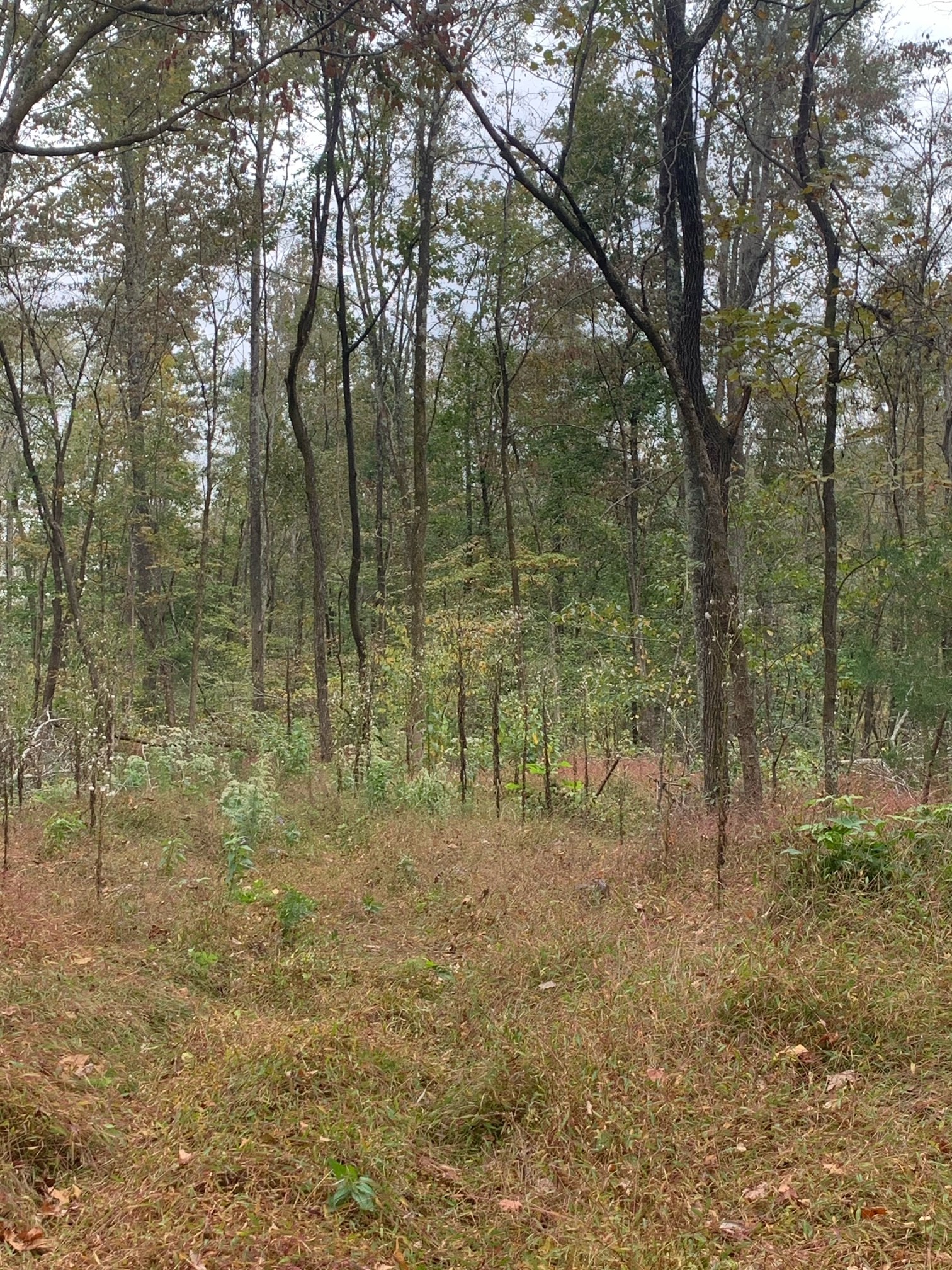 160 Blooming Grove Road Pulaski, TN 38478 - Photo 15 of 28