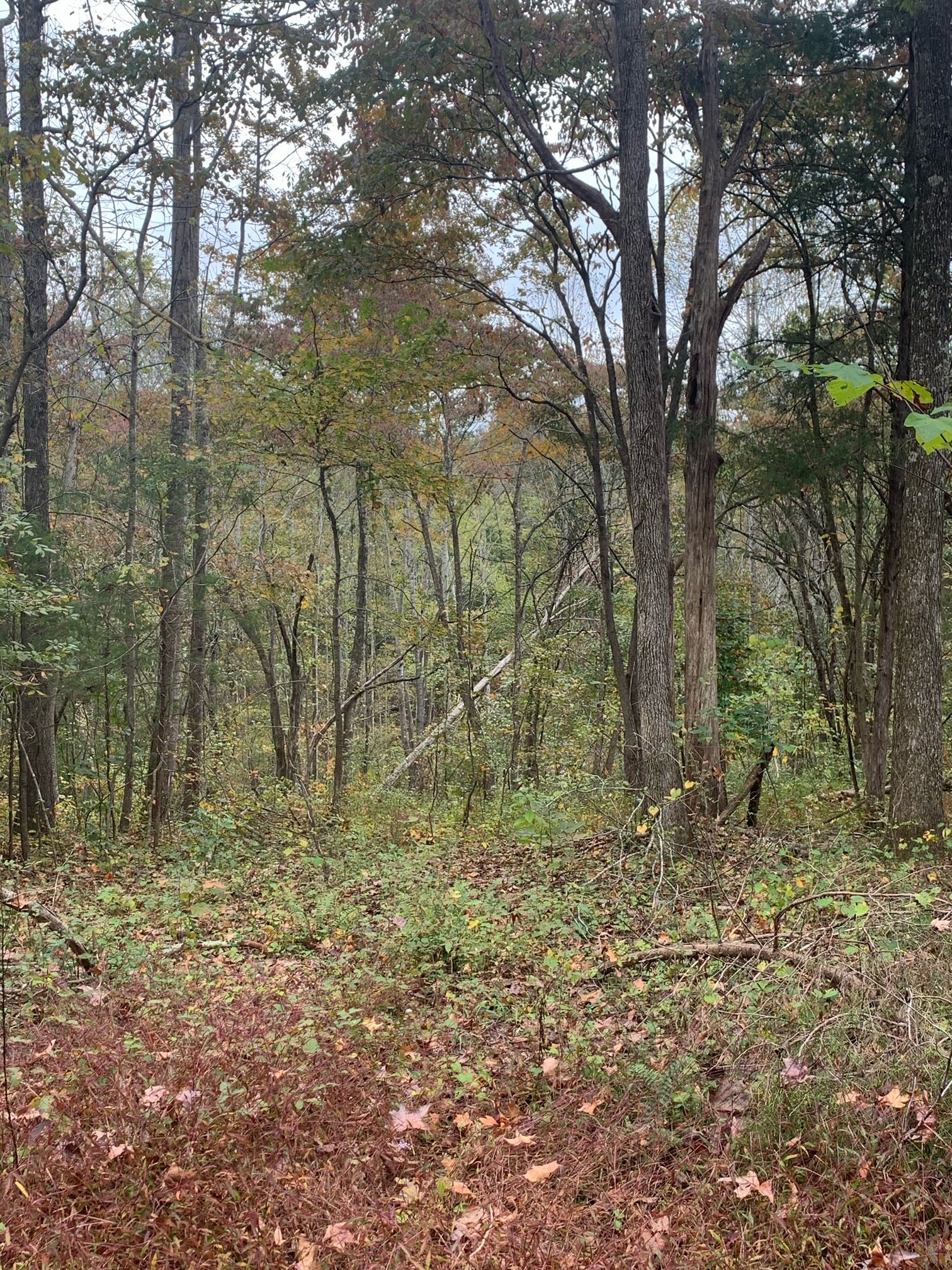 160 Blooming Grove Road Pulaski, TN 38478 - Photo 16 of 28