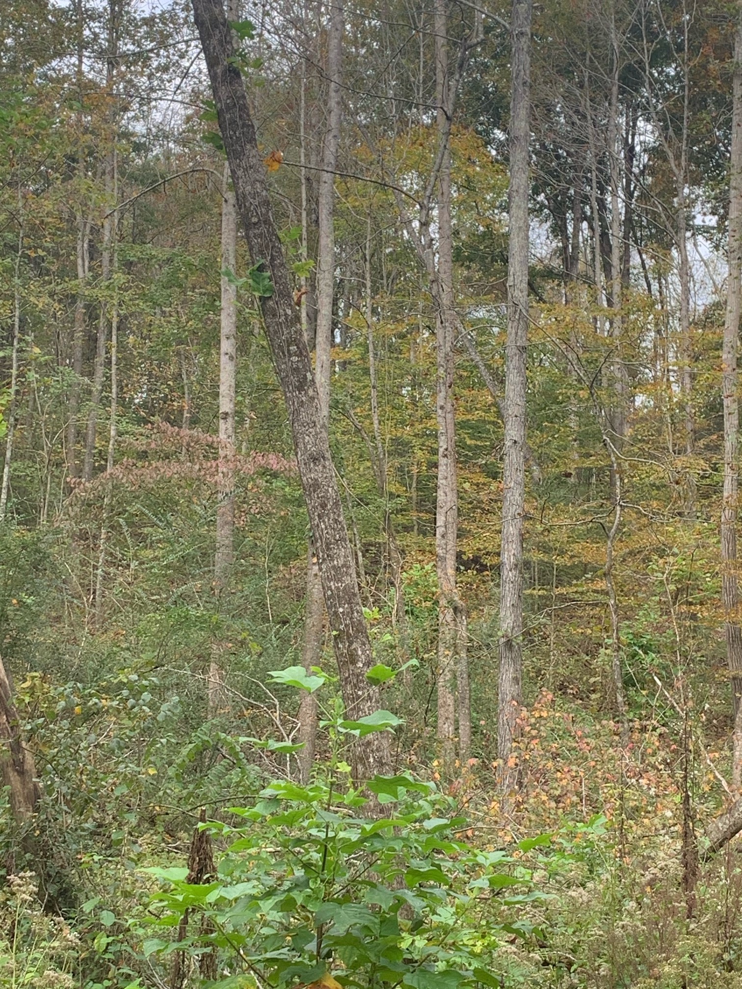 160 Blooming Grove Road Pulaski, TN 38478 - Photo 18 of 28