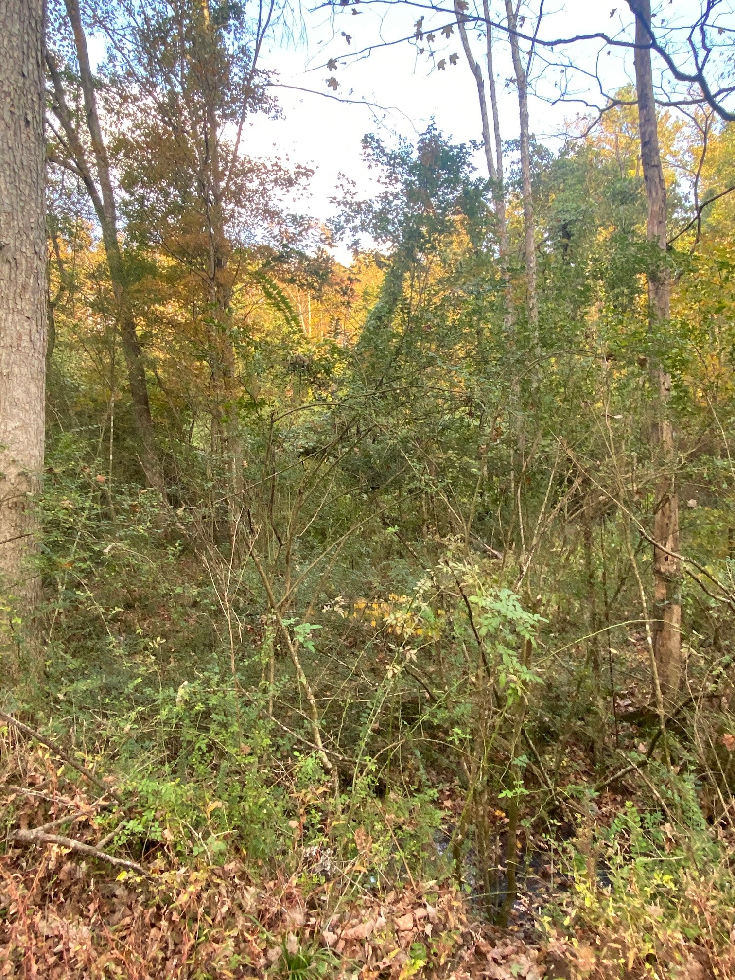 160 Blooming Grove Road Pulaski, TN 38478 - Photo 19 of 28