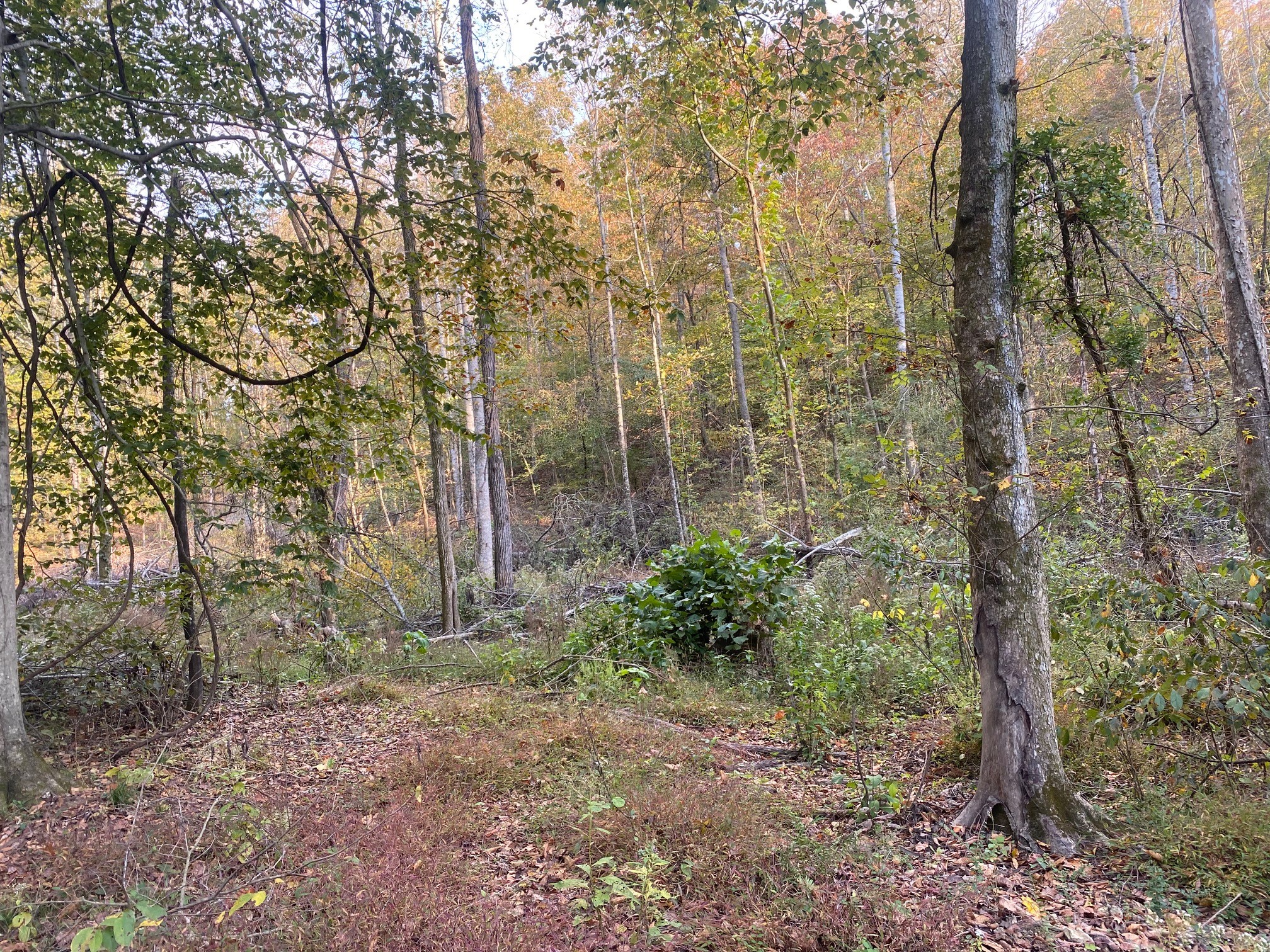 160 Blooming Grove Road Pulaski, TN 38478 - Photo 27 of 28