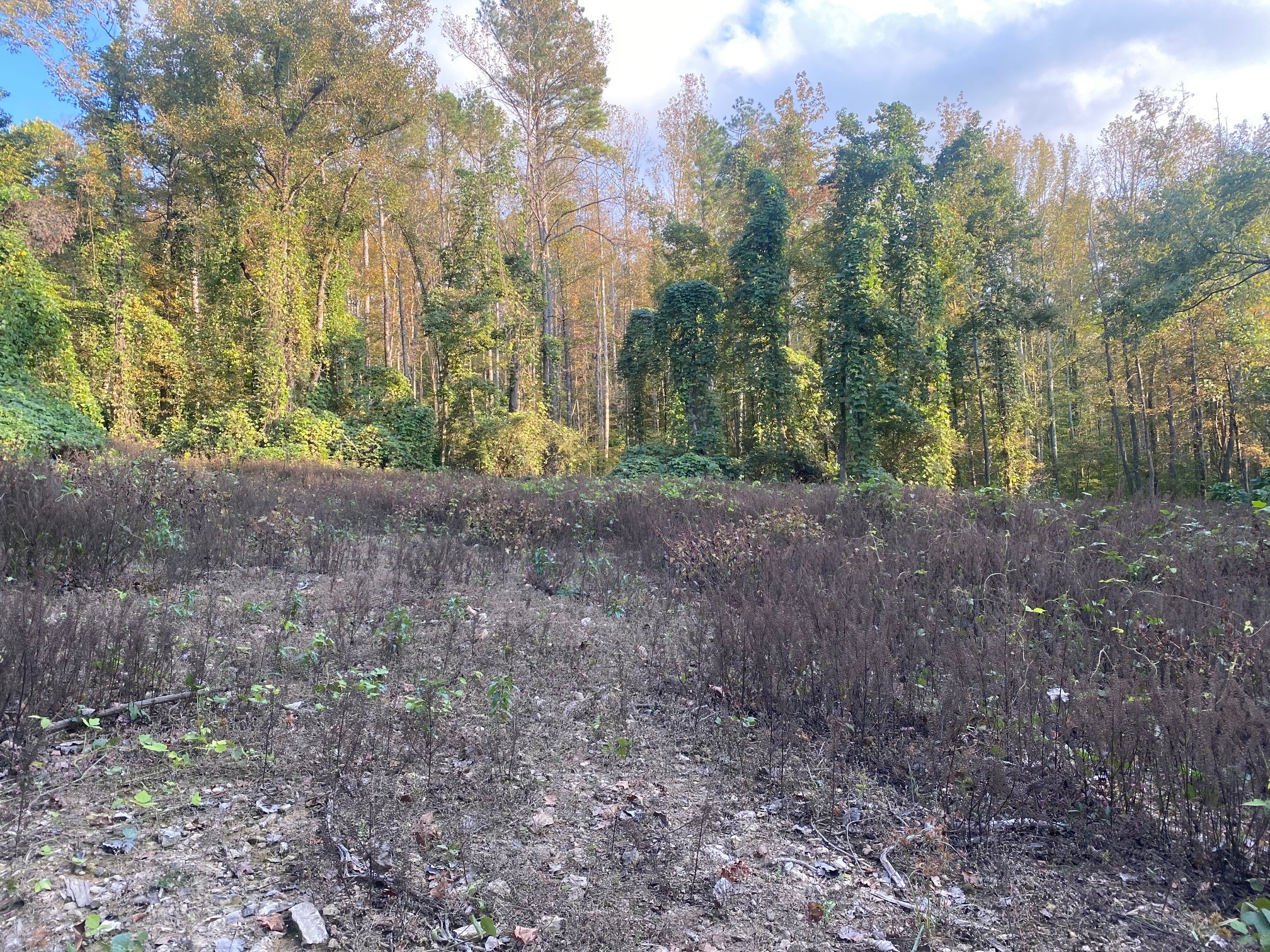 160 Blooming Grove Road Pulaski, TN 38478 - Photo 5 of 28
