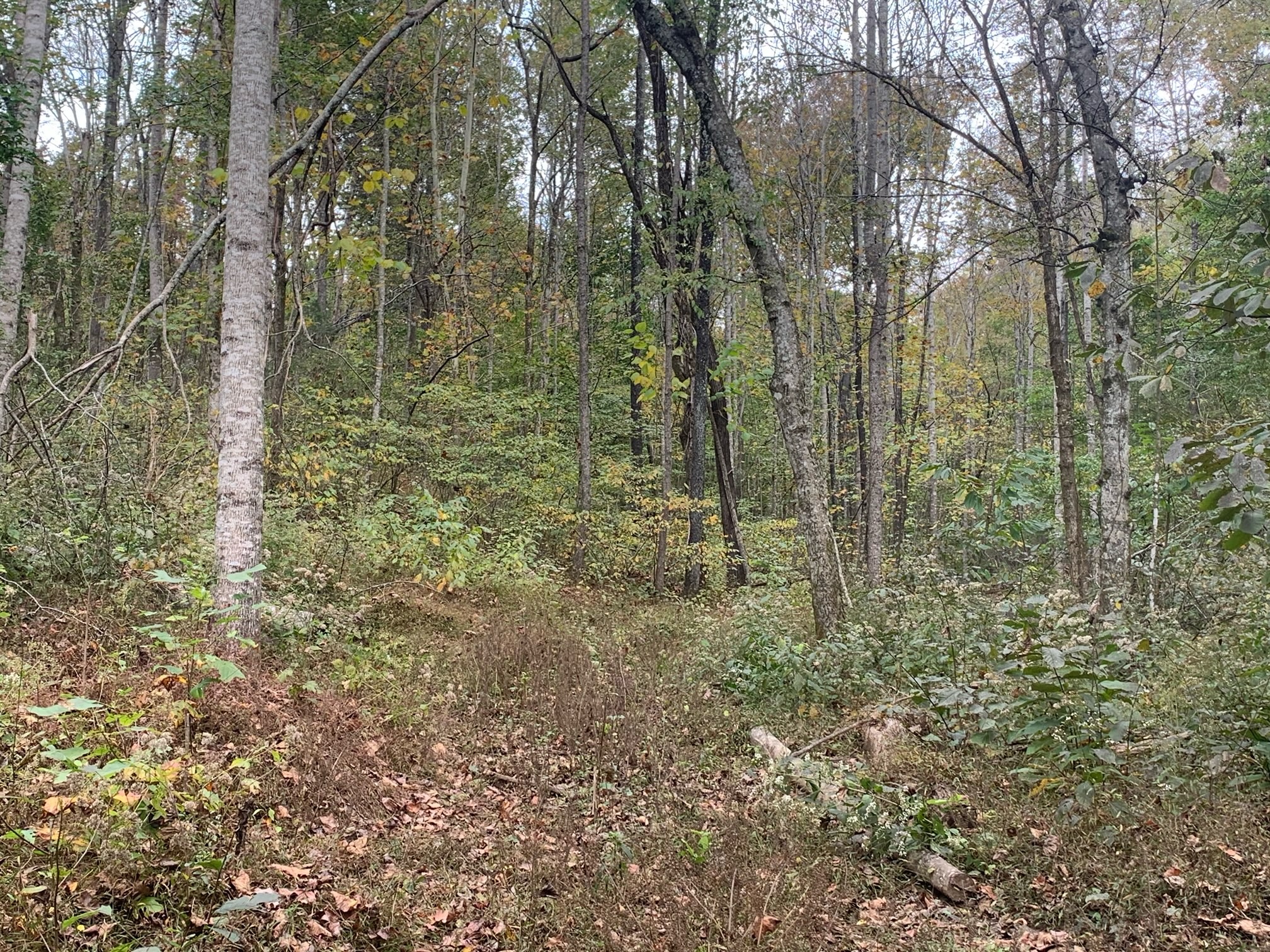 160 Blooming Grove Road Pulaski, TN 38478 - Photo 9 of 28
