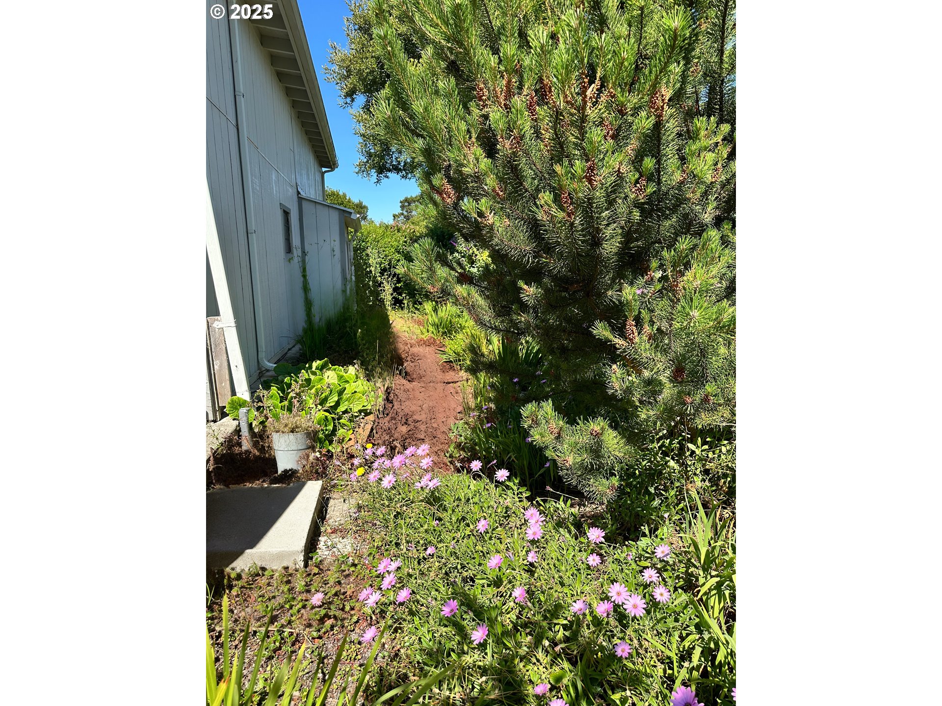 1600 Rhododendron Drive, Unit 218 Florence, OR 97439 - Photo 33 of 40 a plant with lots of flowers