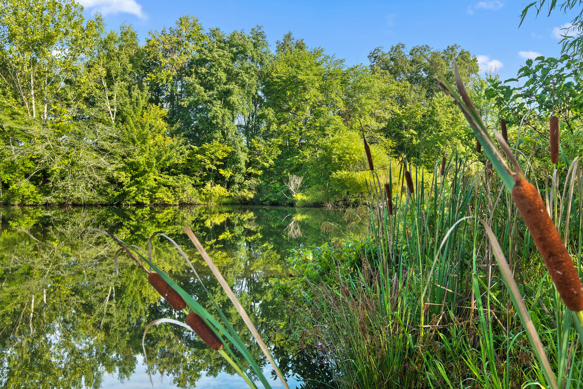 1775 Delano Road Delano, TN 37325 - Photo 37 of 63 Pond