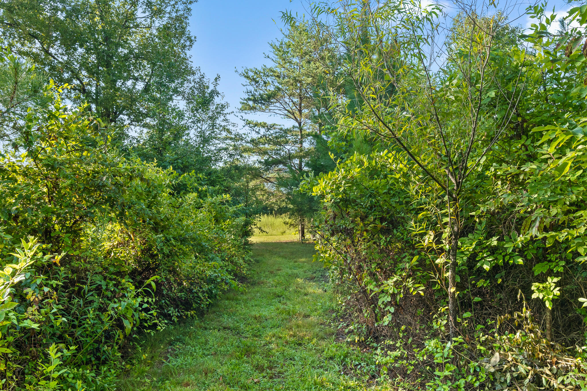 1775 Delano Road Delano, TN 37325 - Photo 54 of 63 Acreage