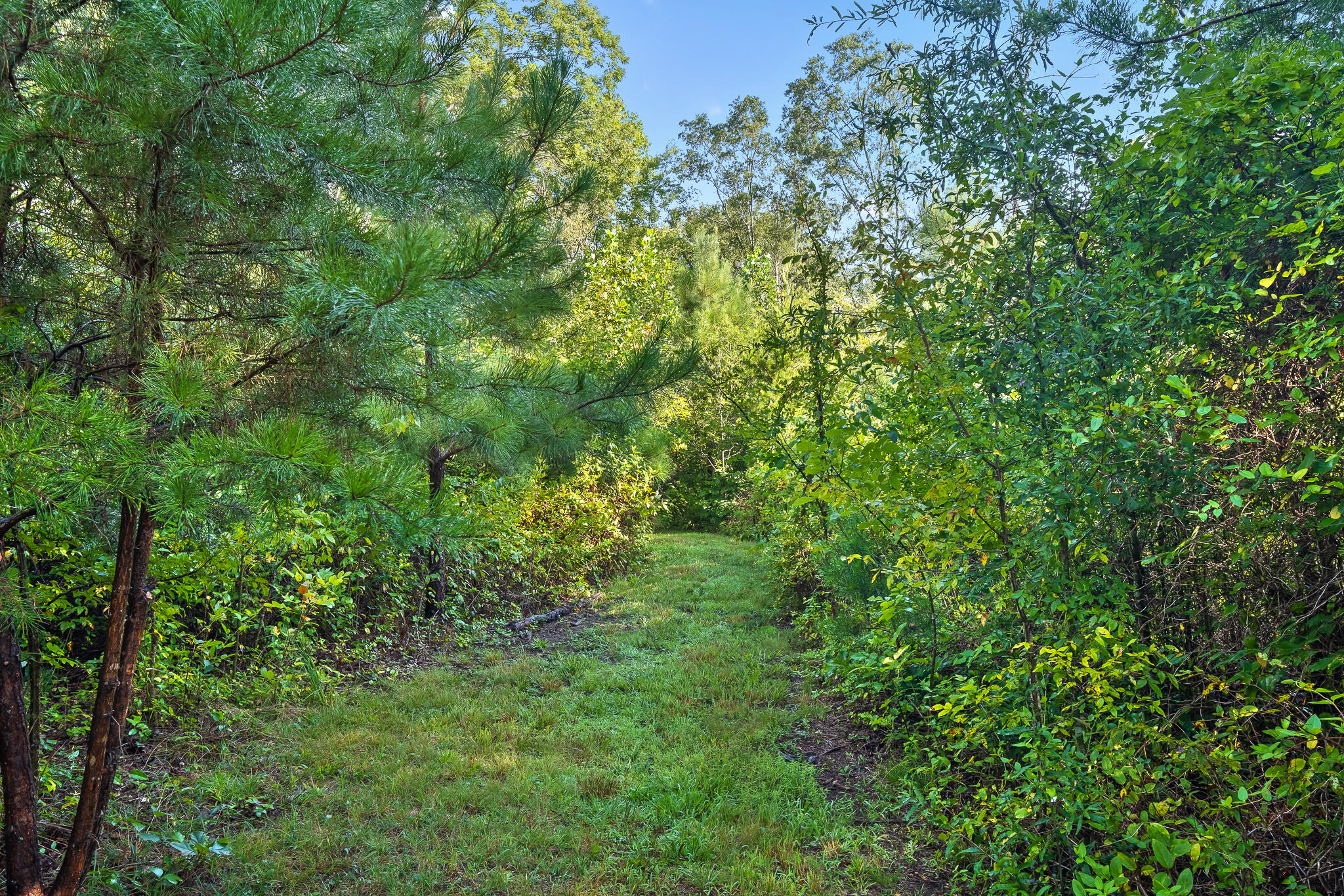 1775 Delano Road Delano, TN 37325 - Photo 56 of 63 Acreage