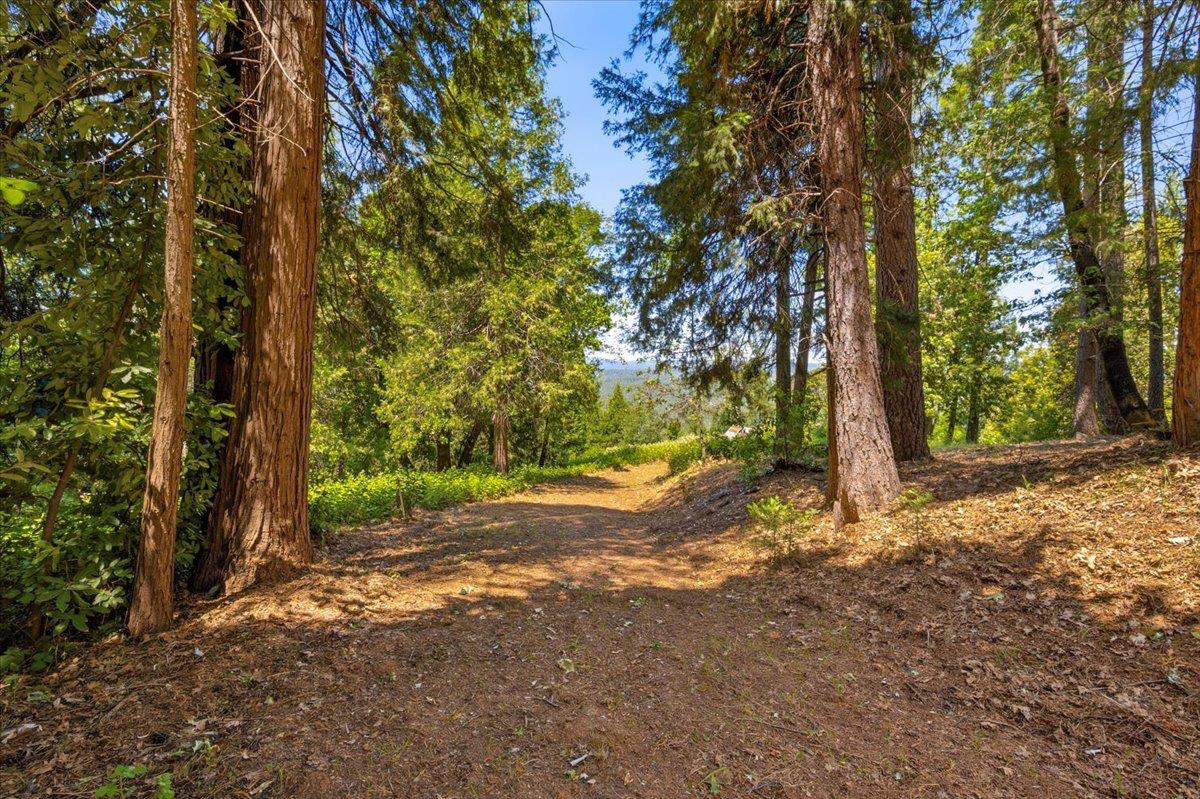 19643 Sages Road Nevada City, CA 95959 - Photo 26 of 39 a view of a yard with plants and trees