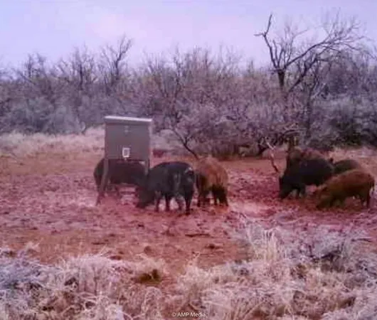 a view of a yard with large trees