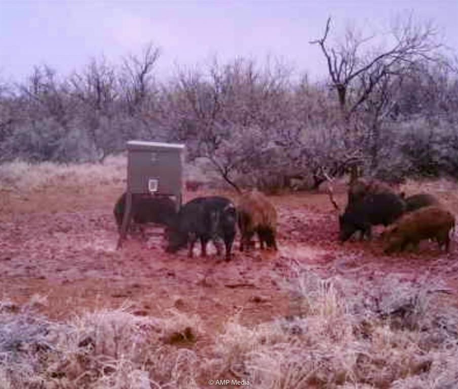 600 St Haskell Tx 79521 Haskell, TX 79521 - Photo 2 of 31 a view of a yard with large trees