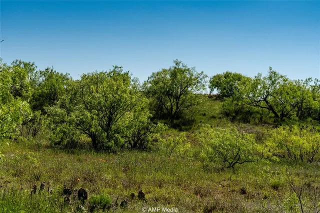 a view of a large yard with lots of plants and trees in the background