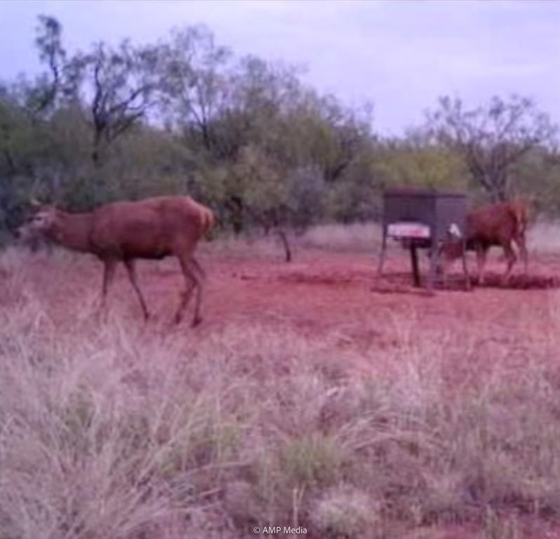 600 St Haskell Tx 79521 Haskell, TX 79521 - Photo 7 of 31 a view of a backyard with large trees