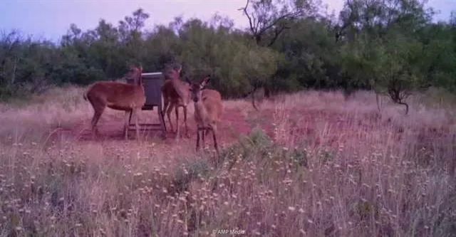 a view of a field with an ocean
